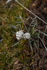 Lomatium gormanii
