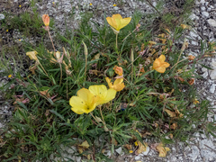 Oenothera macrocarpa