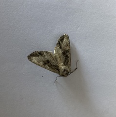 Ichneutica mutans