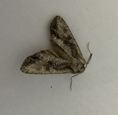 Ichneutica mutans
