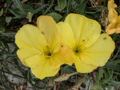 Oenothera macrocarpa