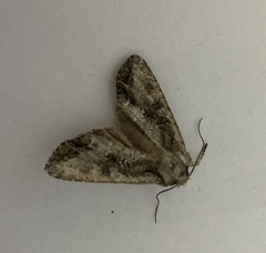 Ichneutica mutans