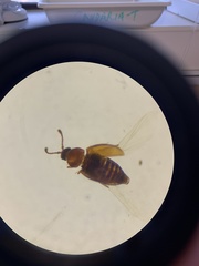 Atomaria lewisi