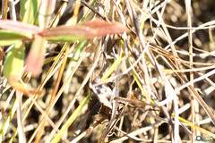 Modicogryllus frontalis