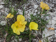 Oenothera macrocarpa