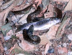 Thamnophis hammondii