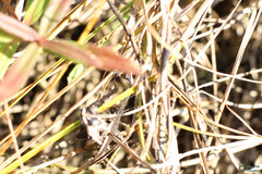 Modicogryllus frontalis