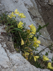 Oenothera macrocarpa