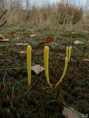 Clavaria argillacea