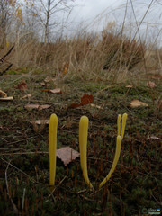 Clavaria argillacea