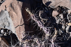 Grusonia grahamii