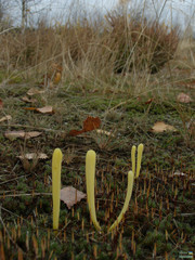 Clavaria argillacea