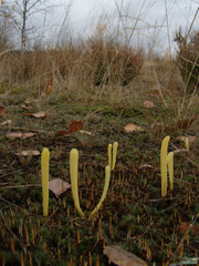 Clavaria argillacea