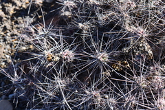 Grusonia grahamii