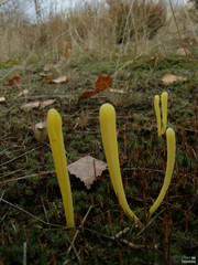 Clavaria argillacea