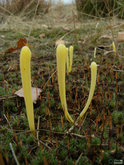 Clavaria argillacea