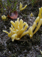 Clavaria argillacea