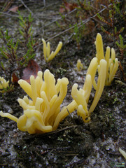 Clavaria argillacea