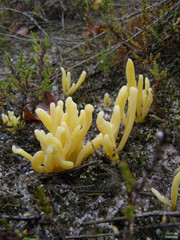 Clavaria argillacea