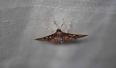 Glyphodes dinichealis