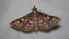 Glyphodes dinichealis