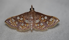 Glyphodes dinichealis