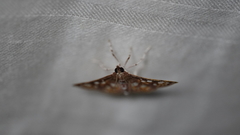 Glyphodes dinichealis