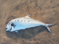 Scomberoides