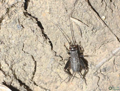 Modicogryllus frontalis