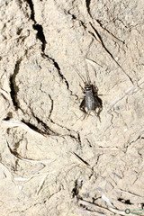 Modicogryllus frontalis