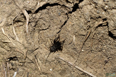 Modicogryllus frontalis