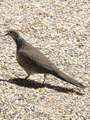 Streptopelia chinensis