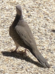 Streptopelia chinensis