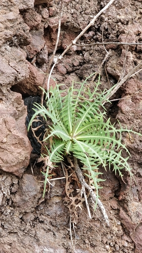Sonchus ustulatus (Sonchus ustulatus)