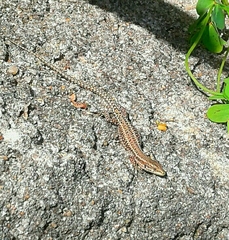 Podarcis guadarramae