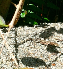 Podarcis guadarramae