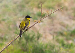 Motacilla flava feldegg