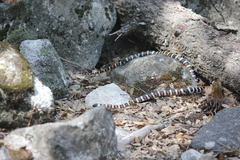 Lampropeltis zonata