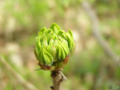 Rhododendron luteum