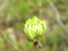 Rhododendron luteum