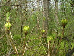Rhododendron luteum