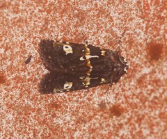 Karana gemmifera