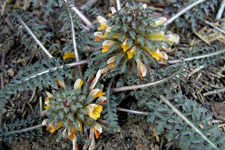 Pedicularis semibarbata