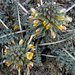 Pedicularis semibarbata - Photo (c) Wayfinder_73,  זכויות יוצרים חלקיות (CC BY-NC-ND)