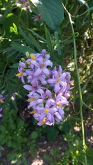 Solanum angustifidum