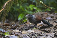 Neomorphus radiolosus