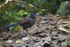 Neomorphus radiolosus