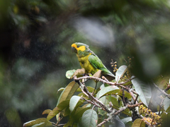 Ognorhynchus icterotis