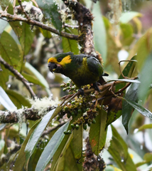 Ognorhynchus icterotis