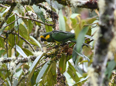 Ognorhynchus icterotis